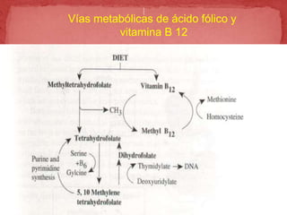 Vías metabólicas de ácido fólico y
vitamina B 12
 
