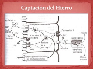 Captacióndel Hierro
 