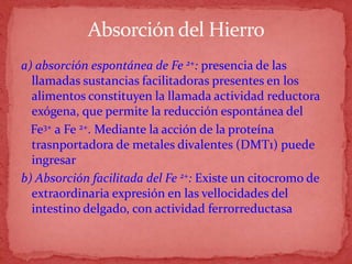 Absorción del Hierro
a) absorción espontánea de Fe 2+: presencia de las
llamadas sustancias facilitadoras presentes en los
alimentos constituyen la llamada actividad reductora
exógena, que permite la reducción espontánea del
Fe3+ a Fe 2+. Mediante la acción de la proteína
trasnportadora de metales divalentes (DMT1) puede
ingresar
b) Absorción facilitada del Fe 2+: Existe un citocromo de
extraordinaria expresión en las vellocidades del
intestino delgado, con actividad ferrorreductasa
 