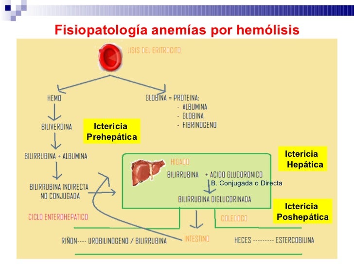 Anemias 2011 12