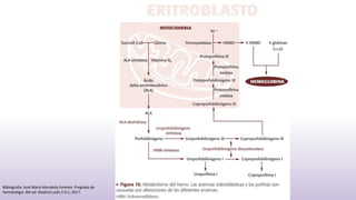 Bibliografia: José María Moraleda Jiménez. Pregrado de
hematología. 4th ed. Madrid Luzán 5 D.L; 2017.
 