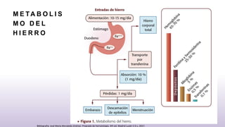 M E TA B O L I S
M O D E L
H I E R R O
Bibliografia: José María Moraleda Jiménez. Pregrado de hematología. 4th ed. Madrid Luzán 5 D.L; 2017.
 