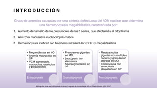 I N T R O D U C C I Ó N
Grupo de anemias causadas por una sintesis defectuosa del ADN nuclear que determina
una hematopoyesis megaloblástica caracterizada por:
1. Aumento de tamaño de los precursores de las 3 series, que afecta más al citoplasma
2. Asicronia madurativa nucleocitoplasmática
3. Hematopoyesis ineficaz con hemólisis intramedular (DHL) y megaloblástica
• Megaloblastos en MO
• Anemia macrocítica en
SP
• VCM aumentado,
macrocitos, ovalocitos
y poiquilocitos
Eritropoyesis
• Precursores gigantes
en MO
• Leucopenia con
elementos
hipersegmentados en
SP
Granulopoyesis
• Megacariocitos
gigantes con multiples
nucleos y granulacion
alterada en MO
• Trombopenia con
anisocitosis
plaquetaria en SP
Trombopoyesis
Bibliografia: José María Moraleda Jiménez. Pregrado de hematología. 4th ed. Madrid Luzán 5 D.L; 2017.
 