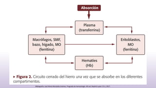 –
Bibliografia: José María Moraleda Jiménez. Pregrado de hematología. 4th ed. Madrid Luzán 5 D.L; 2017.
 