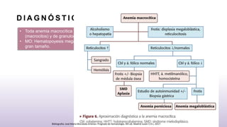 D I A G N Ó S T I C O
• Toda anemia macrocítica (VCM alto) con aparicion en SP de eritrocitos de gran tamaño
(macrocitos) y de granulocitos hipersegmentados o pleocariociticos.
• MO: Hematopoyesis megaloblástica con eritroblastos, precursores mieloides y megacariocitos de
gran tamaño.
Bibliografia: José María Moraleda Jiménez. Pregrado de hematología. 4th ed. Madrid Luzán 5 D.L; 2017.
 