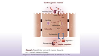 Bibliografia: José María Moraleda Jiménez. Pregrado de hematología. 4th ed. Madrid Luzán 5 D.L; 2017.
 