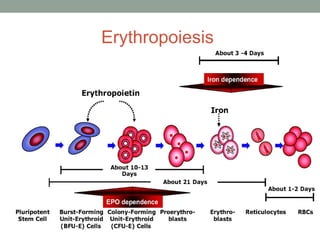 ANEMIAS, HEMATOPOIETIC GROWTH FACTORS and Anticoagulants.ppt