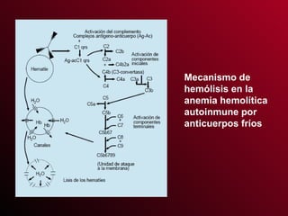 Mecanismo de hemólisis en la anemia hemolítica autoinmune por anticuerpos fríos 
