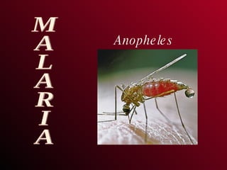Anopheles MALARIA 