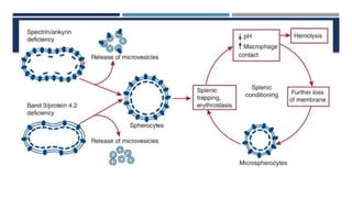 Comprehensive Overview of Congenital and Acquired Hemolytic Anemias | PPTX