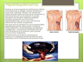 Hiperesplenismo
El bazo es el encargado de eliminar las células
circulantes de la sangre cuando finalizan su
ciclo vital. Además “limpia” las células de
determinados defectos para que conserven su
permanencia en la circulación. Cuando
aumenta de tamaño (esplenomegalia),
también aumentan sus funciones
(hiperesplenismo), por lo que aumenta la
retención de células sanguíneas.
Hay que buscar siempre la causa responsable:
hipertensión portal, infecciones, síndrome
linfoproliferativo, enfermedades de depósito,
colagenosis. La principal manifestación de
este fenómeno es la anemia, pero puede
asociar otras citopenias.
El tratamiento es el de la causa que lo
produce. La esplenectomía raramente está
indicada como tratamiento de primera línea.
 