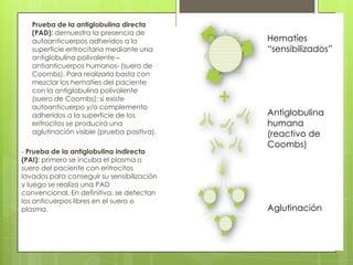 - Prueba de la antiglobulina directa
(PAD): demuestra la presencia de
autoanticuerpos adheridos a la
superficie eritrocitaria mediante una
antiglobulina polivalente –
antianticuerpos humanos- (suero de
Coombs). Para realizarla basta con
mezclar los hematíes del paciente
con la antiglobulina polivalente
(suero de Coombs): si existe
autoanticuerpo y/o complemento
adheridos a la superficie de los
eritrocitos se producirá una
aglutinación visible (prueba positiva).
- Prueba de la antiglobulina indirecta
(PAI): primero se incuba el plasma o
suero del paciente con eritrocitos
lavados para conseguir su sensibilización
y luego se realiza una PAD
convencional. En definitiva, se detectan
los anticuerpos libres en el suero o
plasma.
Hematíes
“sensibilizados”
Antiglobulina
humana
(reactivo de
Coombs)
Aglutinación
 