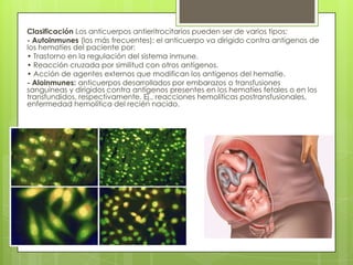 Clasificación Los anticuerpos antieritrocitarios pueden ser de varios tipos:
- Autoinmunes (los más frecuentes): el anticuerpo va dirigido contra antígenos de
los hematíes del paciente por:
• Trastorno en la regulación del sistema inmune.
• Reacción cruzada por similitud con otros antígenos.
• Acción de agentes externos que modifican los antígenos del hematíe.
- Aloinmunes: anticuerpos desarrollados por embarazos o transfusiones
sanguíneas y dirigidos contra antígenos presentes en los hematíes fetales o en los
transfundidos, respectivamente. Ej., reacciones hemolíticas postransfusionales,
enfermedad hemolítica del recién nacido.
 