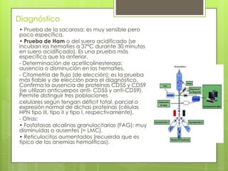 Diagnóstico
• Prueba de la sacarosa: es muy sensible pero
poco específica.
• Prueba de Ham o del suero acidificado (se
incuban los hematíes a 37ºC durante 30 minutos
en suero acidificado). Es una prueba más
específica que la anterior.
- Determinación de acetilcolinesterasa:
ausencia o disminución en los hematíes.
- Citometría de flujo (de elección): es la prueba
más fiable y de elección para el diagnóstico.
Confirma la ausencia de proteínas CD55 y CD59
(se utilizan anticuerpos anti- CD55 y anti-CD59).
Permite distinguir tres poblaciones
celulares según tengan déficit total, parcial o
expresión normal de dichas proteínas (células
HPN tipo III, tipo II y tipo I, respectivamente).
- Otras:
• Fosfatasas alcalinas granulocitarias (FAG): muy
disminuidas o ausentes (= LMC).
• Reticulocitos aumentados (recuerda que es
típico de las anemias hemolíticas).
 