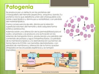 Patogenia
Se produce por un defecto en las proteínas del
citoesqueleto del hematíe (espectrina, anquirina, banda 3 y
proteína 4.2) lo que debilita la unión del citoesqueleto a la
doble capa lipídica y disminuye su estabilidad, con pérdida
del material lipídico.
Como consecuencia de ello, disminuye la relación
superficie/volumen del hematíe y éste adquiere forma
esférica (esferocito).
Además existe una alteración de la permeabilidad para el
sodio y el potasio y se produce una activación en los
sistemas de transporte iónico, produciendo una pérdida del
contenido de potasio y agua intraeritrocitarios. La pérdida
de la membrana lipídica y la deshidratación aumentan de
forma típica la CCHM. Los hematíes deshidratados, con
pérdida de membrana y alteración de la forma quedan
atrapados en los sinusoides esplénicos y se rompen
(hemólisis).
 