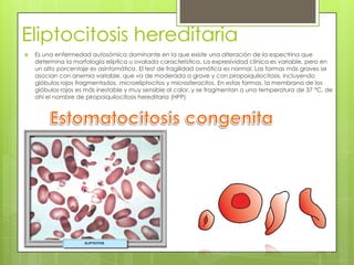 Eliptocitosis hereditaria
 Es una enfermedad autosómica dominante en la que existe una alteración de la espectrina que
determina la morfología elíptica u ovalada característica. La expresividad clínica es variable, pero en
un alto porcentaje es asintomática. El test de fragilidad osmótica es normal. Las formas más graves se
asocian con anemia variable, que va de moderada a grave y con piropoiquilocitosis, incluyendo
glóbulos rojos fragmentados, microeliptocitos y microsferocitos. En estas formas, la membrana de los
glóbulos rojos es más inestable y muy sensible al calor, y se fragmentan a una temperatura de 37 °C, de
ahí el nombre de piropoiquilocitosis hereditaria (HPP)
 