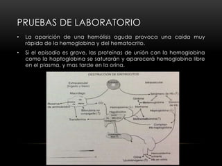 PRUEBAS DE LABORATORIO
• La aparición de una hemólisis aguda provoca una caída muy
rápida de la hemoglobina y del hematocrito.
• Si el episodio es grave, las proteínas de unión con la hemoglobina
como la haptoglobina se saturarán y aparecerá hemoglobina libre
en el plasma, y mas tarde en la orina.
 