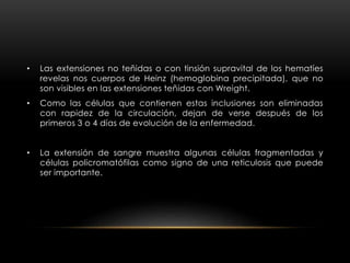 • Las extensiones no teñidas o con tinsión supravital de los hematíes
revelas nos cuerpos de Heinz (hemoglobina precipitada), que no
son visibles en las extensiones teñidas con Wreight.
• Como las células que contienen estas inclusiones son eliminadas
con rapidez de la circulación, dejan de verse después de los
primeros 3 o 4 días de evolución de la enfermedad.
• La extensión de sangre muestra algunas células fragmentadas y
células policromatófilas como signo de una reticulosis que puede
ser importante.
 