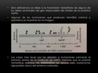 • Esta deficiencia se debe a la transmisión hereditaria de alguno de
los alelos anormales del gen responsable del síntesis de la proteína
G6PD.
• Algunas de las mutaciones que producen hemólisis crónica o
episódica se muestran en la imagen:
• Los casos mas leves son los debidos a mutaciones cercanas al
extremo amino de la molécula de G6PD, mientras que la anemia
hemolítica crónica no esferocítica se asocia con mutaciones
agrupadas cerca del extremo carboxilo.
 