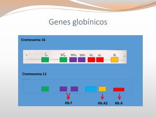 Genes globínicos
Hb AHb A2Hb F
v
Cromosoma 16
Cromosoma 11
 