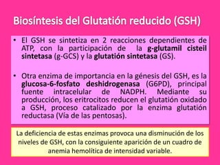 • El GSH se sintetiza en 2 reacciones dependientes de
ATP, con la participación de la g-glutamil cisteil
sintetasa (g-GCS) y la glutatión sintetasa (GS).
• Otra enzima de importancia en la génesis del GSH, es la
glucosa-6-fosfato deshidrogenasa (G6PD), principal
fuente intracelular de NADPH. Mediante su
producción, los eritrocitos reducen el glutatión oxidado
a GSH, proceso catalizado por la enzima glutatión
reductasa (Vía de las pentosas).
La deficiencia de estas enzimas provoca una disminución de los
niveles de GSH, con la consiguiente aparición de un cuadro de
anemia hemolítica de intensidad variable.

 