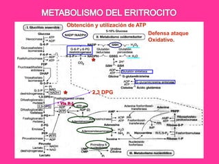 Obtención y utilización de ATP
5-10% Glucosa
NADP+/NADPH

*

*
* Vía R-L

2,3 DPG

Defensa ataque
Oxidativo.

 
