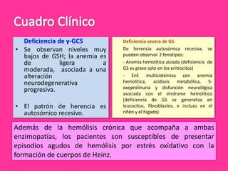 Deficiencia de γ-GCS
• Se observan niveles muy
bajos de GSH; la anemia es
de
ligera
a
moderada, asociada a una
alteración
neurodegenerativa
progresiva.
• El patrón de herencia es
autosómico recesivo.

Deficiencia severa de GS
De herencia autosómica recesiva, se
pueden observar 2 fenotipos:
- Anemia hemolítica aislada (deficiencia de
GS es grave solo en los eritrocitos)
- Enf. multisistémica con anemia
hemolítica, acidosis metabólica, 5oxoprolinuria y disfunción neurológica
asociada con el síndrome hemolítico
(deficiencia de GS se generaliza en
leucocitos, fibroblastos, e incluso en el
riñón y el hígado)

Además de la hemólisis crónica que acompaña a ambas
enzimopatías, los pacientes son susceptibles de presentar
episodios agudos de hemólisis por estrés oxidativo con la
formación de cuerpos de Heinz.

 