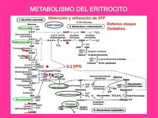 Obtención y utilización de ATP
5-10% Glucosa
NADP+/NADPH

*

*
* Vía R-L

2,3 DPG

Defensa ataque
Oxidativo.

 