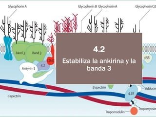 Anemias hemolíticas causadas por trastornos de la membrana | PPTX
