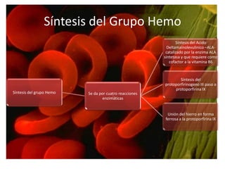Síntesis del Grupo Hemo
                                                               Síntesis del Acido
                                                          Deltamainolevulinico –ALA-
                                                         catalizado por la enzima ALA
                                                        sintetasa y que requiere como
                                                           cofactor a la vitamina B6



                                                                Síntesis del
                                                        protoporfirinogeno III paso a
                                                             protoporfirina IX
Síntesis del grupo Hemo   Se da por cuatro reacciones
                                       z
                                  enzimáticas


                                                         Unión del hierro en forma
                                                        ferrosa a la protoporfirina IX
 