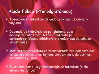 Acido Fólico (Pteroilglutámico)
 Absorción en intestino delgado proximal (duodeno y
yeyuno)
 Depende de hidrólisis de poliglutamatos a
monoglutamatos metiltetrahidrofolato por
carboxipeptidasa y dihidrofolatoreductasa de células
intestinales
 Metiltetrahidrofolato es transportada rapidamente por
varias proteínas a los tejidos para síntesis de purinas,
pirimidinas y DNA
 Excreción por bilis y reabsorción en intestino (ciclo
éntero-hepático)

 