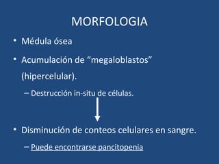 MORFOLOGIA
• Médula ósea
• Acumulación de “megaloblastos”
(hipercelular).
– Destrucción in-situ de células.
• Disminución de conteos celulares en sangre.
– Puede encontrarse pancitopenia
 