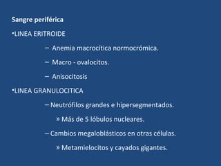 Sangre periférica
•LINEA ERITROIDE
– Anemia macrocítica normocrómica.
– Macro - ovalocitos.
– Anisocitosis
•LINEA GRANULOCITICA
– Neutrófilos grandes e hipersegmentados.
» Más de 5 lóbulos nucleares.
– Cambios megaloblásticos en otras células.
» Metamielocitos y cayados gigantes.
 