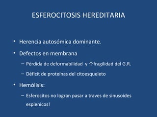 ESFEROCITOSIS HEREDITARIA
• Herencia autosómica dominante.
• Defectos en membrana
– Pérdida de deformabilidad y ↑fragilidad del G.R.
– Déficit de proteínas del citoesqueleto
• Hemólisis:
– Esferocitos no logran pasar a traves de sinusoides
esplenicos!
 