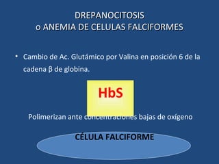 DREPANOCITOSISDREPANOCITOSIS
o ANEMIA DE CELULAS FALCIFORMESo ANEMIA DE CELULAS FALCIFORMES
• Cambio de Ac. Glutámico por Valina en posición 6 de la
cadena β de globina.
HbS
Polimerizan ante concentraciones bajas de oxígeno
CÉLULA FALCIFORME
 