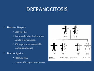 DREPANOCITOSIS
• Heterocitogos:
• 40% de HbS.
• Poca tendencia a la alteración
celular y la hemólisis.
• 8% negros americanos-30%
población Africana
• Homocigotos:
• 100% de HbS.
• 1 entre 400 negros americanos
 