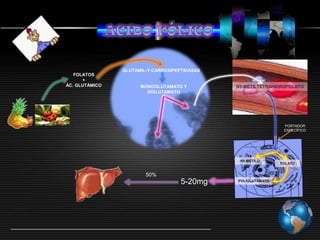 ACIDO FÓLICOGLUTAMIL-Y-CARBOXIPEPTIDASASFOLATOS+ÁC. GLUTÁMICOMONOGLUTAMATO Y DIGLUTAMATON5-METILTETRAHIDROFOLATOPORTADOR ESPECÍFICON5-METILOFOLATO50%5-20mgPOLIGLUTAMATO