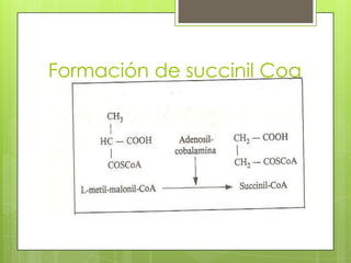 Formación de succinil Coa

 