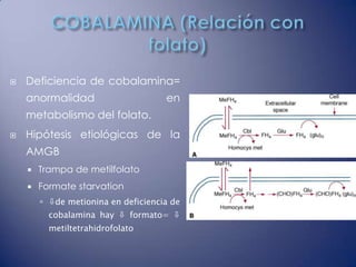    Deficiencia de cobalamina=
    anormalidad                      en
    metabolismo del folato.
   Hipótesis etiológicas de la
    AMGB
       Trampa de metilfolato
       Formate starvation
         ⇩de metionina en deficiencia de
          cobalamina hay ⇩ formato= ⇩
          metiltetrahidrofolato
 
