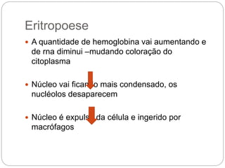 Eritropoese
 A quantidade de hemoglobina vai aumentando e
de rna diminui –mudando coloração do
citoplasma
 Núcleo vai ficando mais condensado, os
nucléolos desaparecem
 Núcleo é expulso da célula e ingerido por
macrófagos
 
