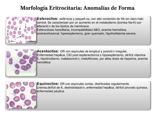 Morfología Eritrocitaria: Anomalías de Forma
Esferocitos: esféricos y pequeñ os, con alto contenido de Hb sin claro halo
central. Se caracterizan por un aumento en el metabolismo (bomba Na-K) por
alteració n de los lípidos de membrana.
Esferocitosis hereditaria, incompatibilidad ABO, anemia hemolítica,
postransfusional, hiperesplenismo, gran quemado, hipofosfatemia severa.
Acantocitos: GR con espículas de longitud y posició n irregular.
Enfermedad hepática, CID post esplenectomía o hipoesplenismo, déficit vitamina
E, hipotiroidismo, malabsorció n, mielofibrosis, por altas dosis de heparina, anemia
hemolitica
.
Equinocitos: GR con espículas cortas, distribuidas regularmente.
Uremia,déficit de K, deshidratació n, enfermedad hepática, déficit piruvato quinasa,
enfermedad péptica.
 