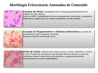 Morfología Eritrocitaria: Anomalías de Contenido
Cuerpos de Heinz: precipitados de Hb, pequeñ as granulaciones en la
periferia, de color púrpura.
Déficit de G6PD, inestabilidad de Hb por medicamentos (sulfamidas, antipalúdicos,
antipiréticos, analgésicos), por habas (precipitació n de Hb oxidada).
Cuerpos de Pappenheimer o Gránulos Sideró ticos: acúmulos de
hemosiderina unida a proteínas, basó filos.
Esplenectomizados, sobrecarga de Fe.
Anillo de Cabot: anillo de color púrpura oscuro, circular, helicoidal o en forma
de ocho. Pueden ser microtúbulos que persisten del huso mitó tico o restos de
membrana nuclear o lisosomas tras la exposició n a agentes hemolíticos.
Anemias severas, anemia megaloblástica.
 