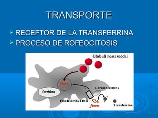 TRANSPORTETRANSPORTE
 RECEPTOR DE LA TRANSFERRINARECEPTOR DE LA TRANSFERRINA
 PROCESO DE ROFEOCITOSISPROCESO DE ROFEOCITOSIS
 