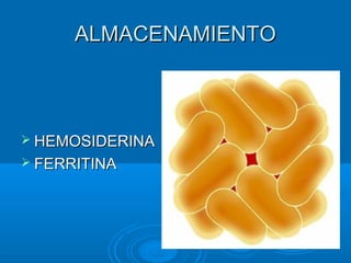 ALMACENAMIENTOALMACENAMIENTO
 HEMOSIDERINAHEMOSIDERINA
 FERRITINAFERRITINA
 