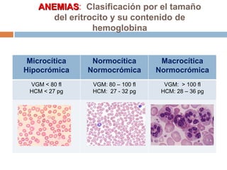ANEMIAS: Clasificación por el tamaño
del eritrocito y su contenido de
hemoglobina
Microcítica
Hipocrómica
Normocítica
Normocrómica
Macrocítica
Normocrómica
VGM < 80 fl
HCM < 27 pg
VGM: 80 – 100 fl
HCM: 27 - 32 pg
VGM: > 100 fl
HCM: 28 – 36 pg
 