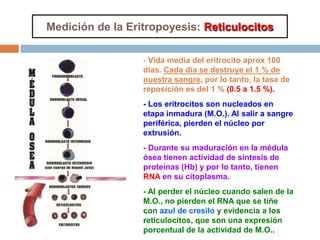 - Vida media del eritrocito aprox 100
días. Cada día se destruye el 1 % de
nuestra sangre, por lo tanto, la tasa de
reposición es del 1 % (0.5 a 1.5 %).
- Los eritrocitos son nucleados en
etapa inmadura (M.O.). Al salir a sangre
periférica, pierden el núcleo por
extrusión.
- Durante su maduración en la médula
ósea tienen actividad de síntesis de
proteínas (Hb) y por lo tanto, tienen
RNA en su citoplasma.
- Al perder el núcleo cuando salen de la
M.O., no pierden el RNA que se tiñe
con azul de cresilo y evidencia a los
reticulocitos, que son una expresión
porcentual de la actividad de M.O..
Medición de la Eritropoyesis: Reticulocitos
 