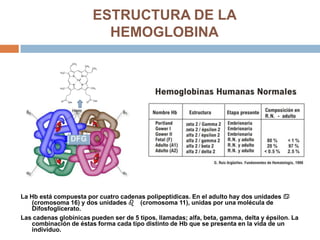 ESTRUCTURA DE LA
HEMOGLOBINA
La Hb está compuesta por cuatro cadenas polipeptídicas. En el adulto hay dos unidades a
(cromosoma 16) y dos unidades b (cromosoma 11), unidas por una molécula de
Difosfoglicerato.
Las cadenas globínicas pueden ser de 5 tipos, llamadas; alfa, beta, gamma, delta y épsilon. La
combinación de éstas forma cada tipo distinto de Hb que se presenta en la vida de un
individuo.
 