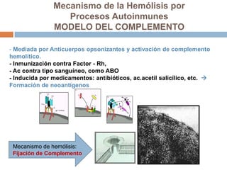 - Mediada por Anticuerpos opsonizantes y activación de complemento
hemolítico.
- Inmunización contra Factor - Rh,
- Ac contra tipo sanguíneo, como ABO
- Inducida por medicamentos: antibióticos, ac.acetil salicílico, etc. 
Formación de neoantígenos
Mecanismo de la Hemólisis por
Procesos Autoinmunes
MODELO DEL COMPLEMENTO
Mecanismo de hemólisis:
Fijación de Complemento
 
