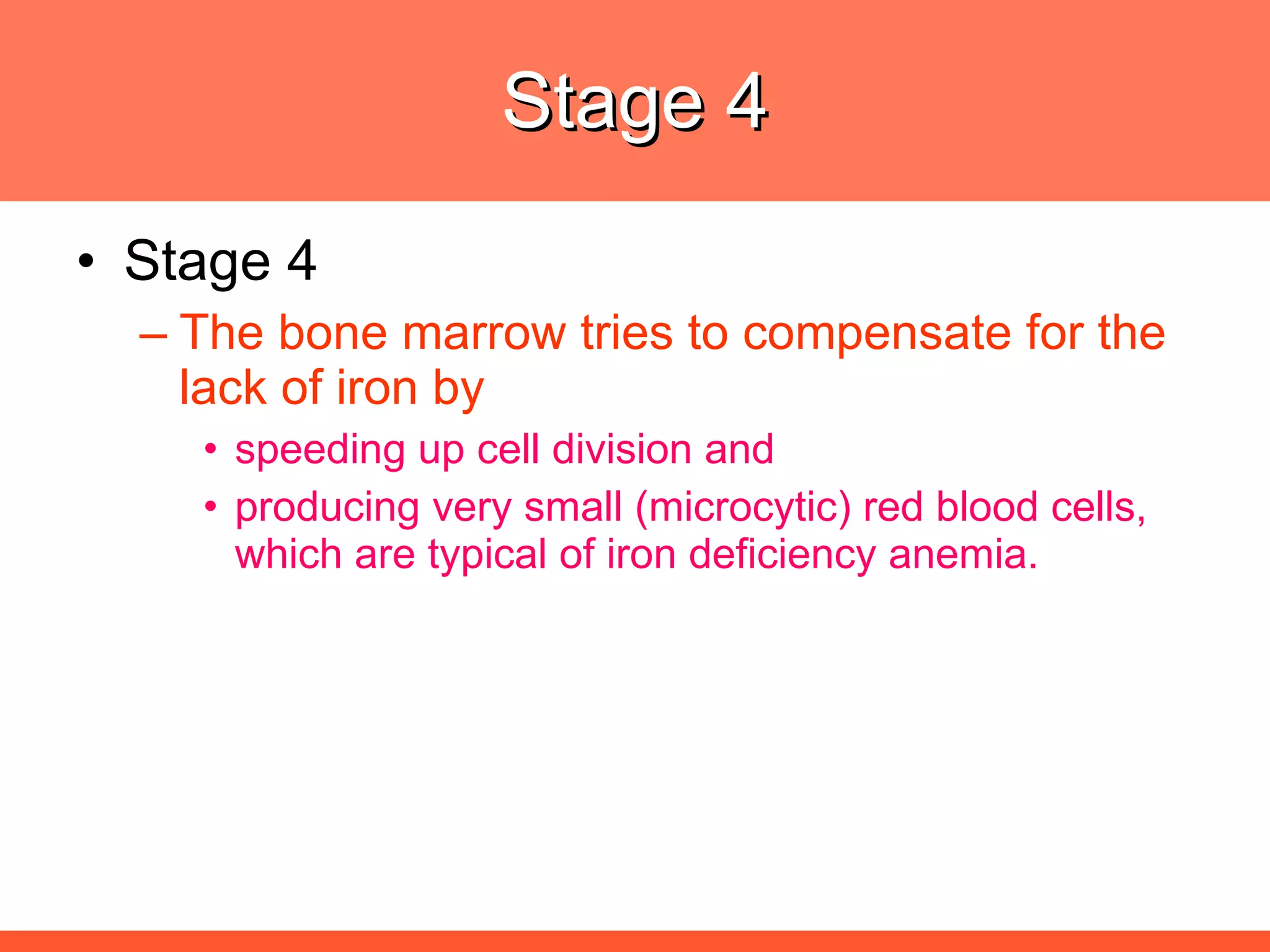 Stage 4 Stage 4 The bone marrow tries to compensate for the lack of iron by  speeding up cell division and producing very small (microcytic) red blood cells, which are typical of iron deficiency anemia. 
