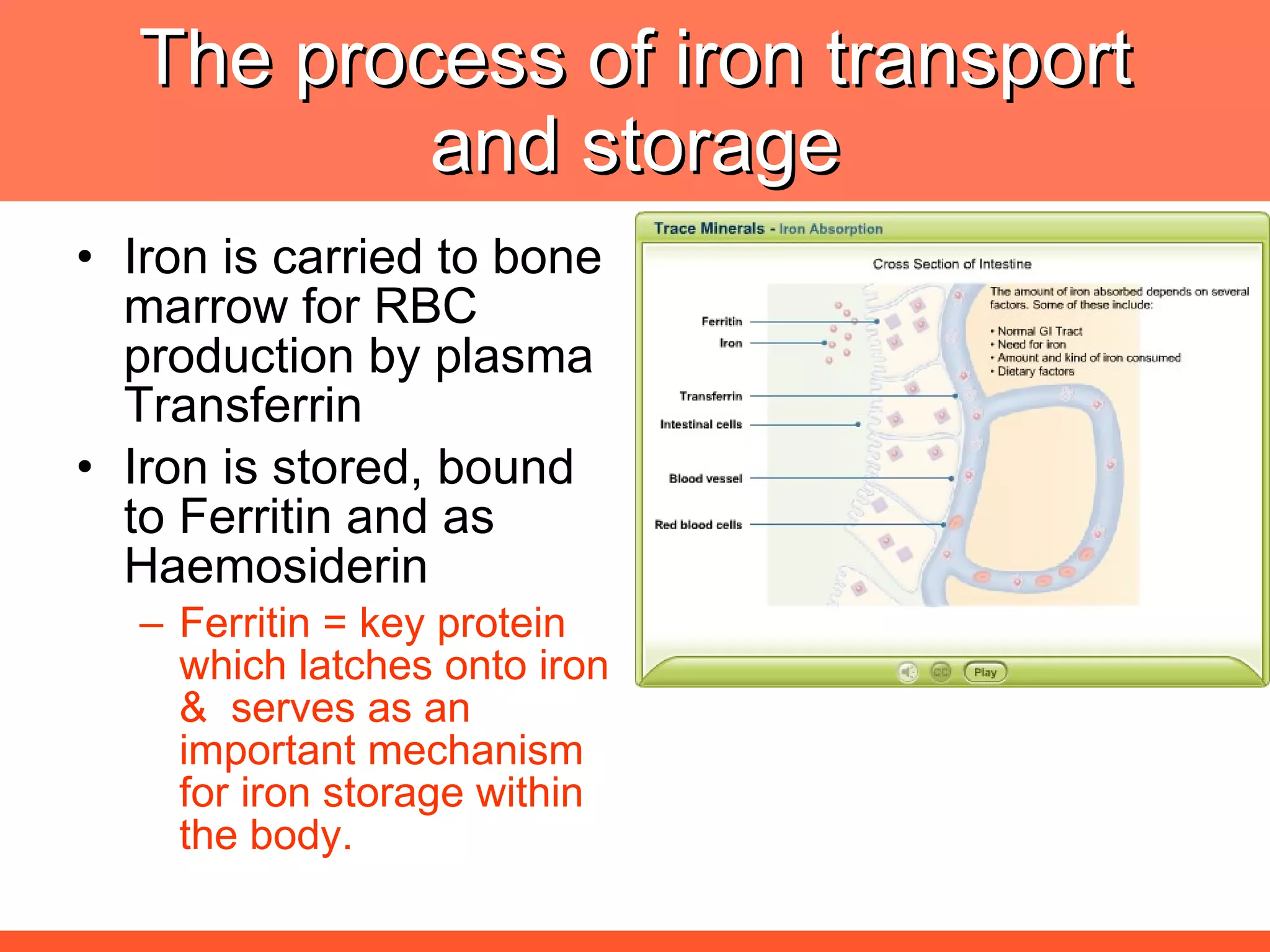 The process of iron transport and storage Iron is carried to bone marrow for RBC production by plasma Transferrin  Iron is stored, bound to Ferritin and as Haemosiderin Ferritin = key protein which latches onto iron &  serves as an important mechanism for iron storage within the body.  